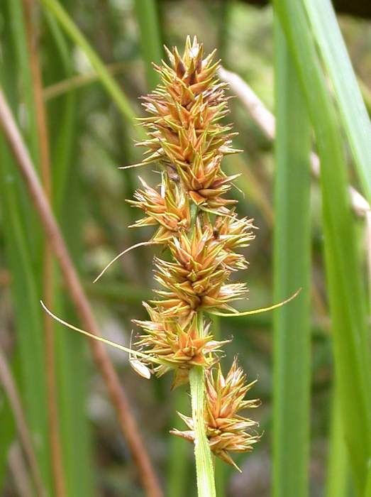   (Carex vulpina),   