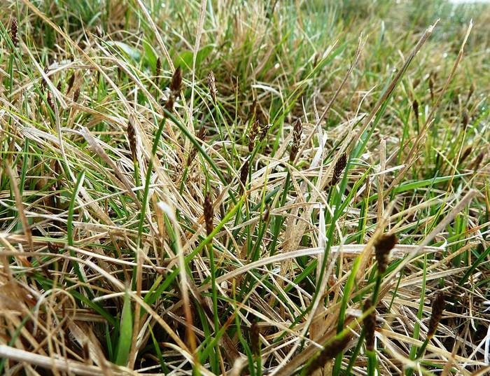   (Carex obtusata),   