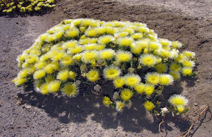   (Mesembryanthemum nodiflorum),   