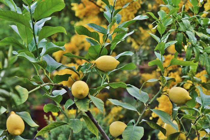  (Citrus limon),   