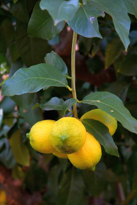  (Citrus limon),   