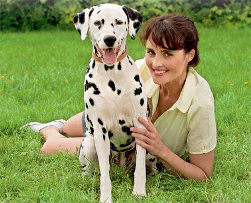 Остеоартроз у собак: виды, диагностика, профилактика