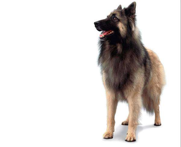 Остеоартроз у собак: виды, диагностика, профилактика