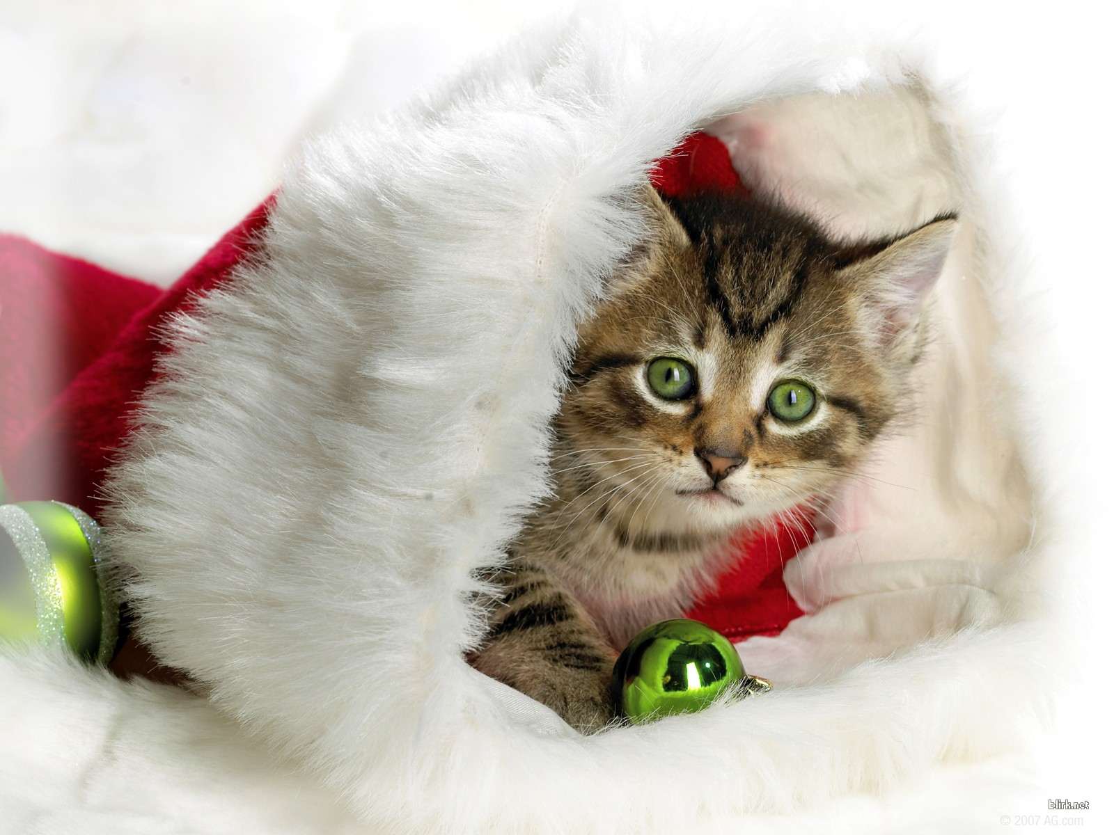 Зеленоглазый котенок, фото фотография картинка обои