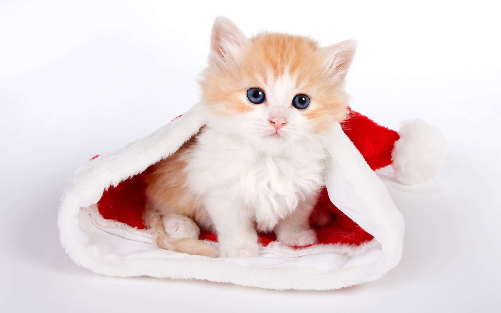Рыже-белый котёнок, фото фотография картинка обои