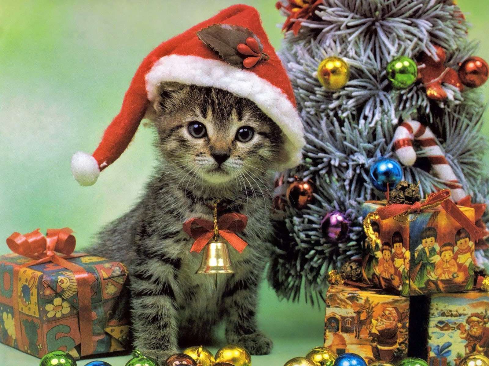 Котенок около новогодней елки, фото фотография картинка обои