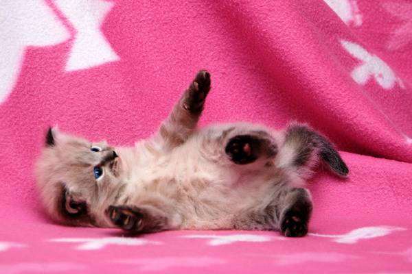 Котенок сибирской кошки, фото вопросы о кошках фотография