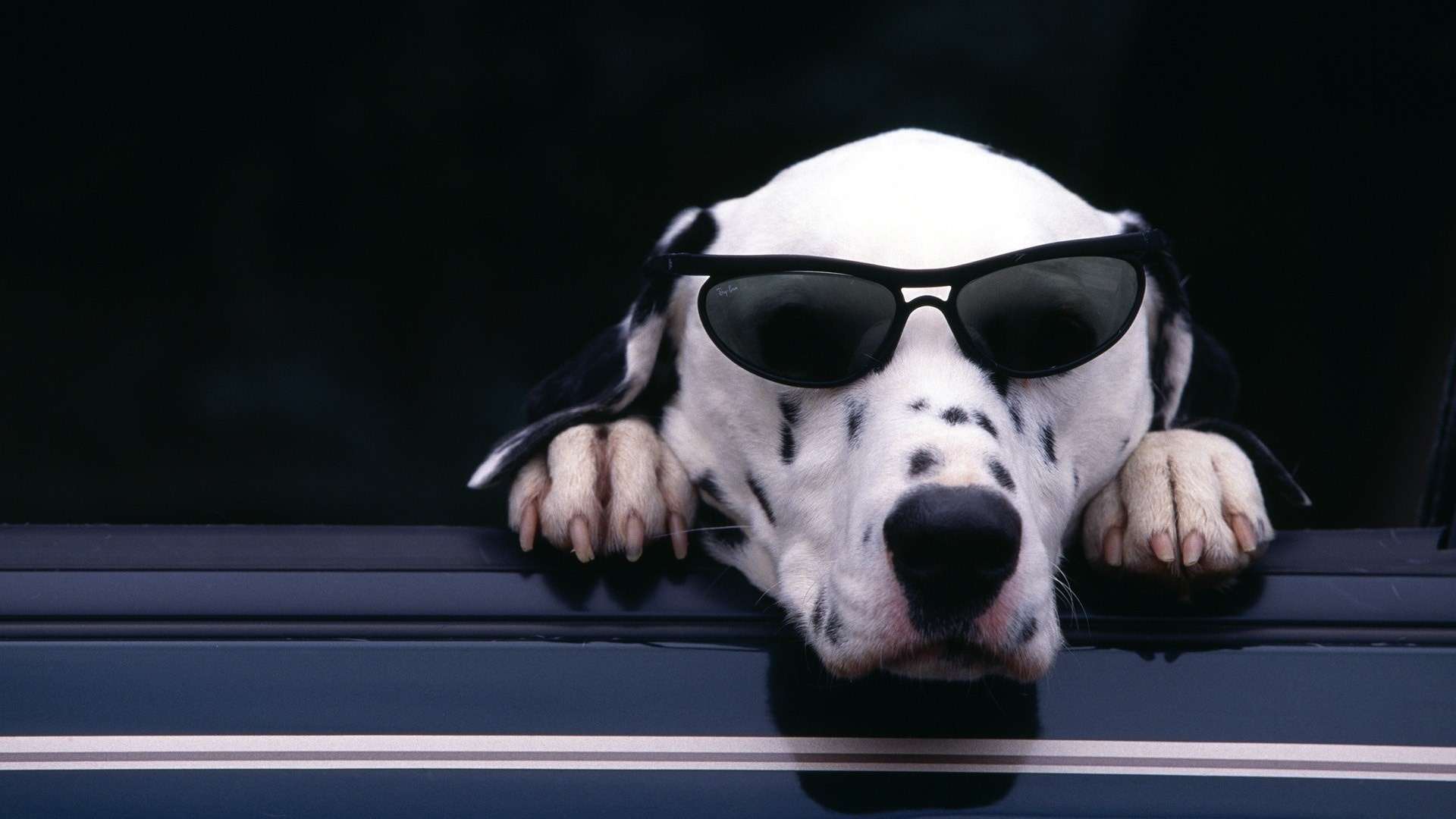 Собака далматин в очках, фото фотография картинка обои