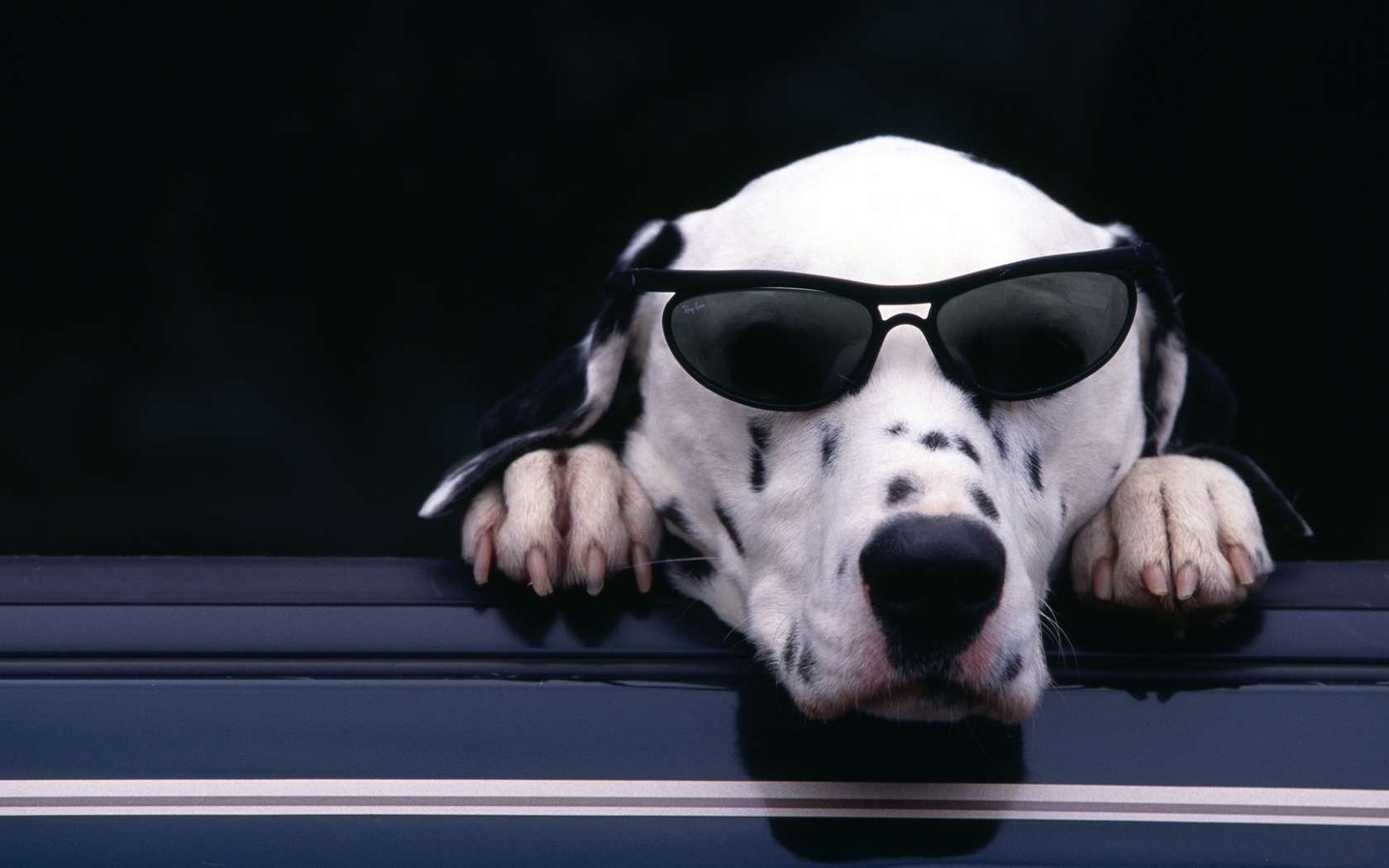 Собака далматин в очках, фото фотография картинка обои