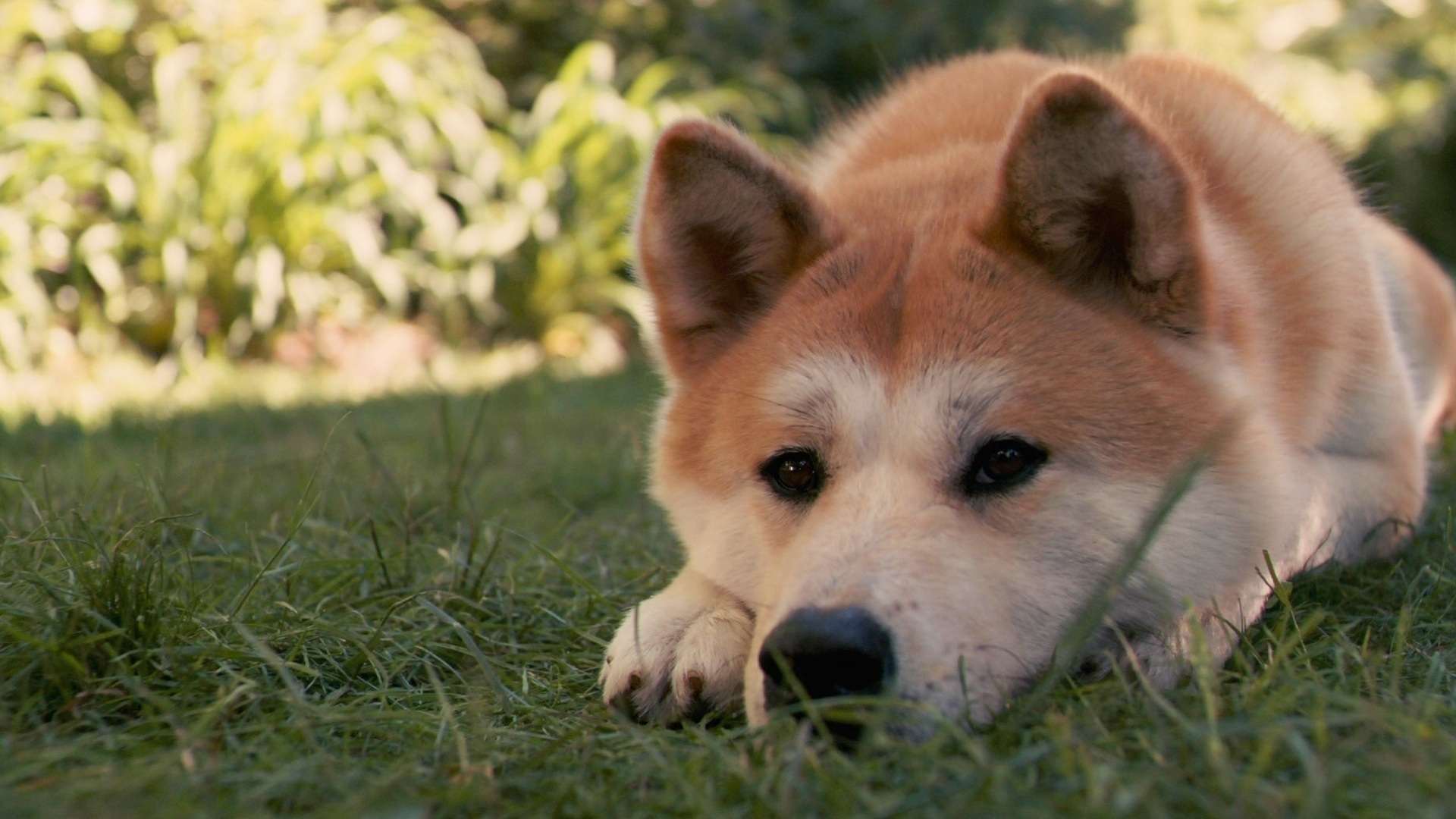 Японская акита-ину, фото породы собаки фотография