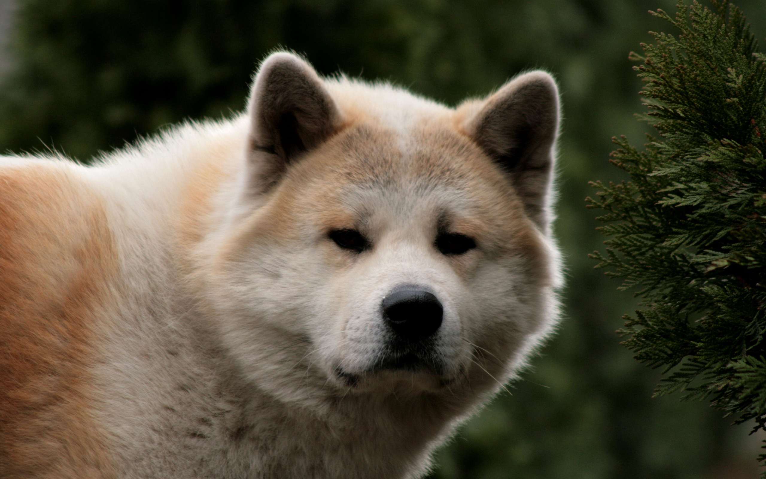 Японская акита, фото породы собак фотография картинка изображение