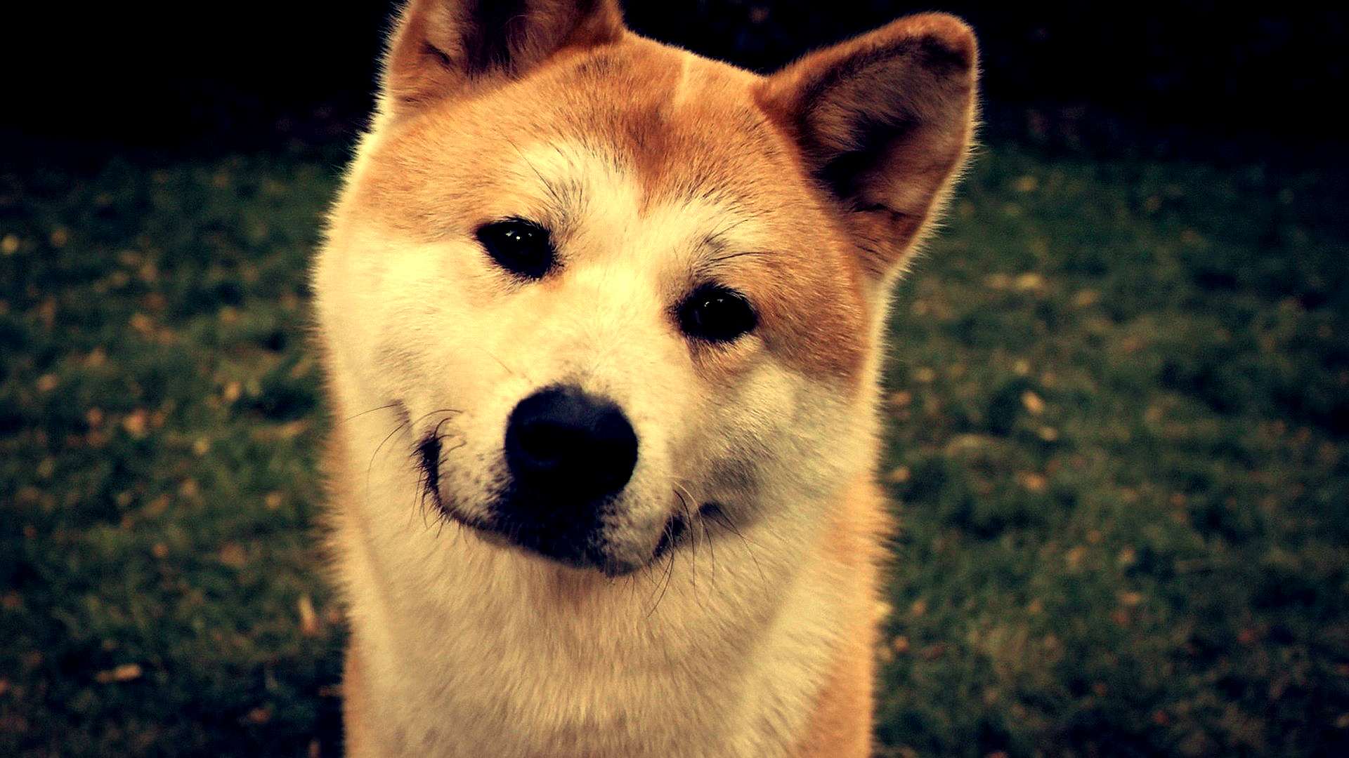 Японская акита-ину, фото породы собак картинка