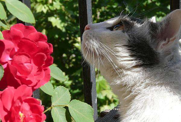Кошка и цветы, фото вопросы о кошках фотография