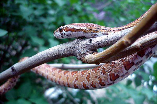 Маисовый полоз (Elaphe guttata), фото вопросы о змеях фотография