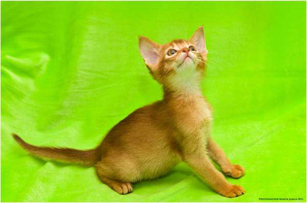Абиссинский котенок, фото породы кошек фотография кошки