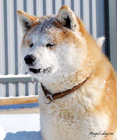 Японская акита, фото породы собак фотография
