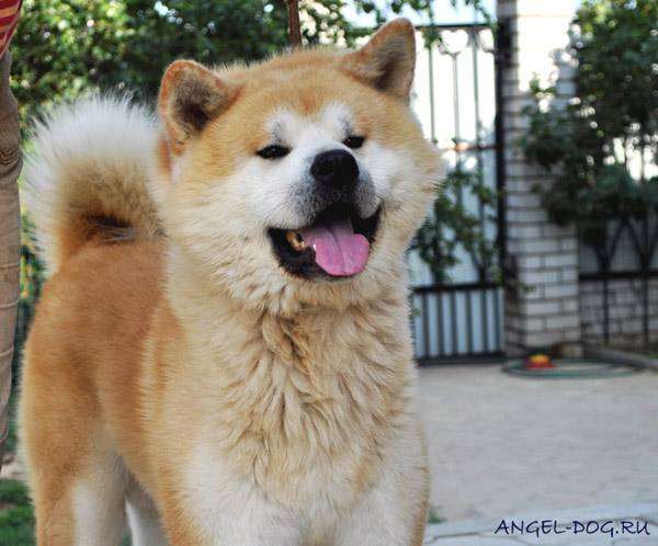 Японская акита, фото породы собак фотография картинка