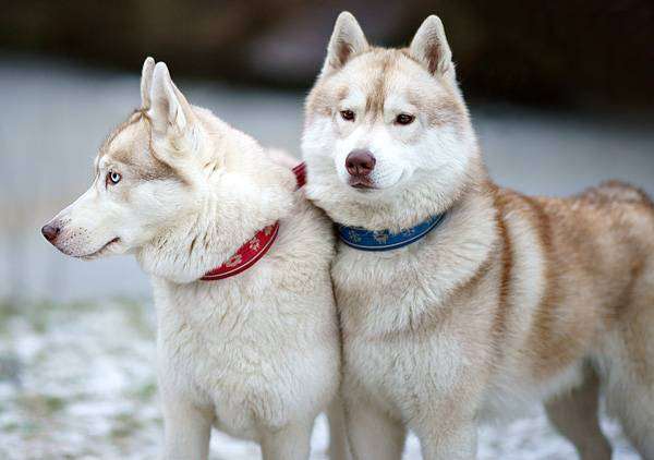 Сибирские хаски, фото породы собак фотография