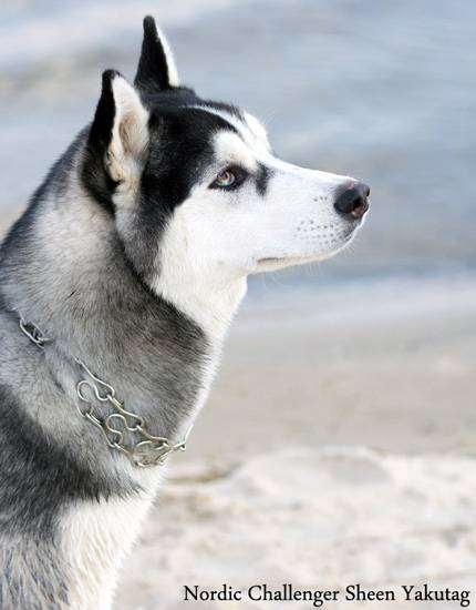 Сибирский хаски, фото собаки фотография картинка