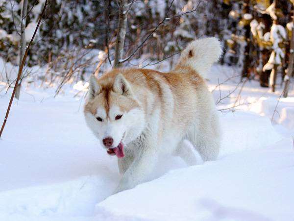 Сибирский хаски, собаки фото картинка