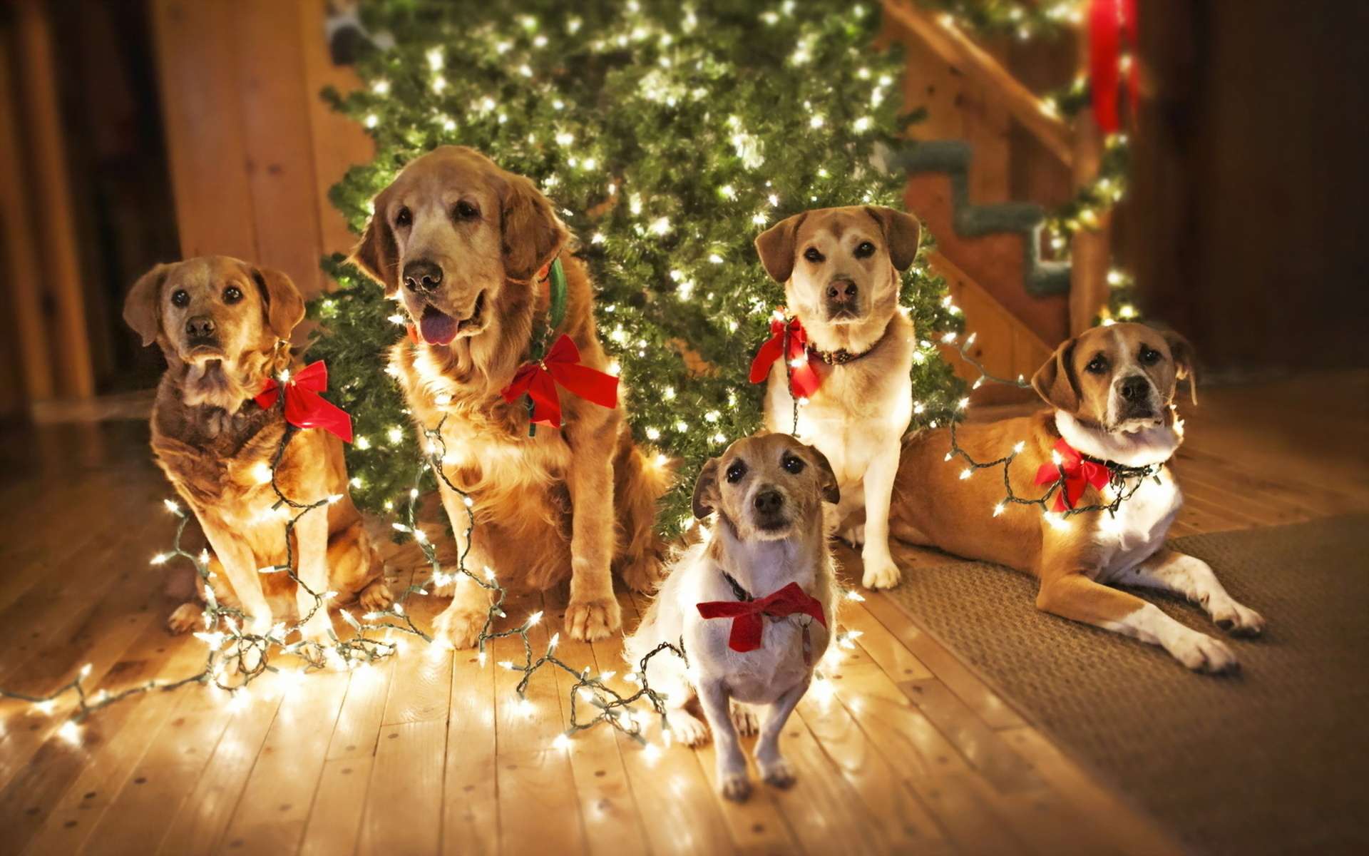 Пять собак сидящих под новогодней елкой, фото фотография картинка обои
