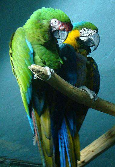 Солдатский и сине-желтый ара (Ara ararauna), фото вопросы о попугаях фотография птицы