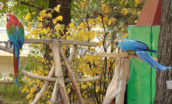 Красно-зеленый (Ara chloropterus) и сине-желтый ара (Ara ararauna), фото вопросы о ара попугаях фотография