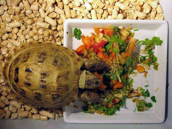 Азиатская черепаха, фото кормление черепах фотография