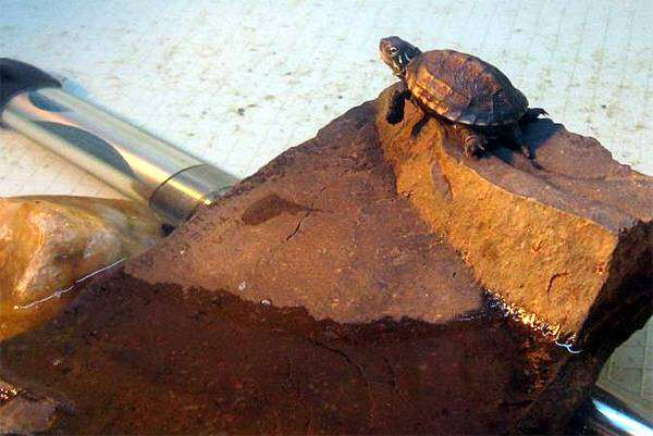 Трехкилевая китайская черепаха (Chinemys reevesi), фото содержание черепах фотография
