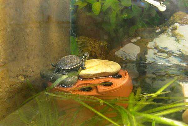 Трехкилевая китайская черепаха (Chinemys reevesi), фото акватеррариум для черепах фотография