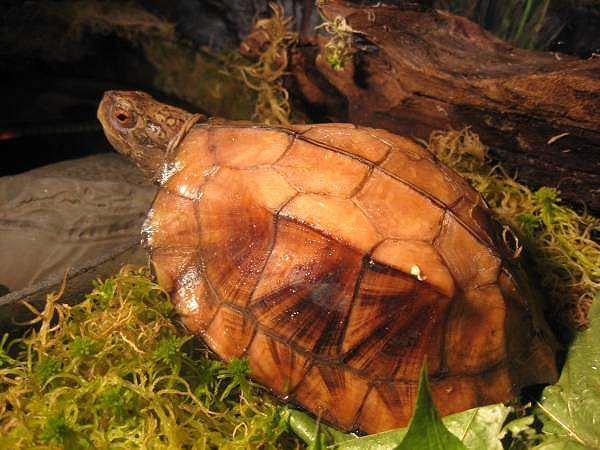 Вьетнамская килевая черепаха (Pyxidea mouhotii), фото пресноводные черепахи фотография рептилии