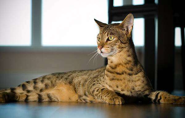 Кошка ашера, фото породы кошек фотография