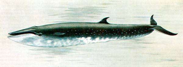 Сейвал (Balaenoptera borealis), картинка рисунок китообразные изображение