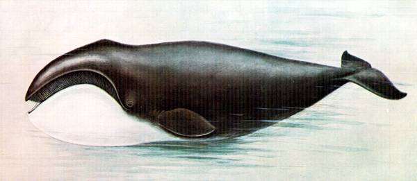 Гренландский кит, или полярный кит (Balaena mysticetus), рисунок картинка