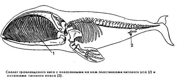Скелет гренландского (полярного) кита с показанными на нем пластинками китового уса и остатками тазового пояса (Balaena mysticetus), черно белая картинка изображение