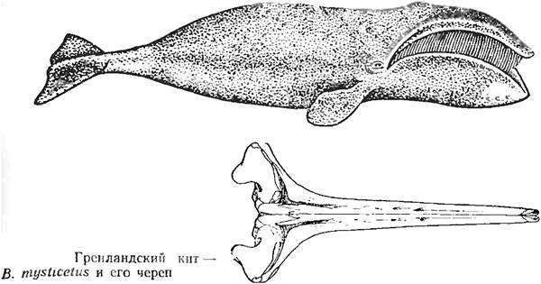 Гренландский (полярный) кит и его череп (Balaena mysticetus), черно белый рисунок картинка изображение