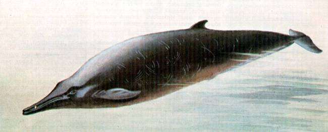 Настоящий клюворыл (Ziphius cavirostris), картинка рисунок морские млекопитающие