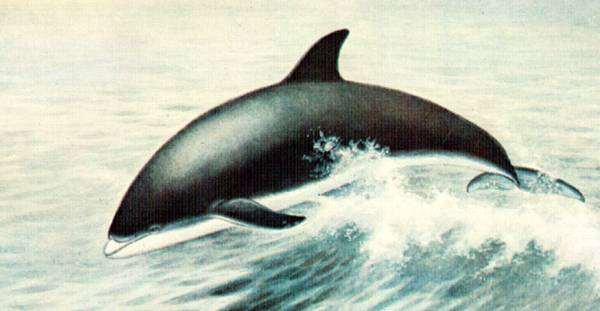 Беломордый дельфин (Lagenorhynchus albirostris), рисунок картинка морские млекопитающие изображение