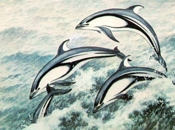 Полосатый продельфин (Stenella caeruleoalbus), полосатая стенелла, рисунок картинка морские млекопитающие дельфины