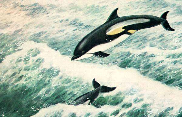 Тихоокеанский короткоголовый дельфин (Lagenorhynchus obliquidens) тихоокеанский белобокий дельфин, рисунок картинка морские млекопитающие