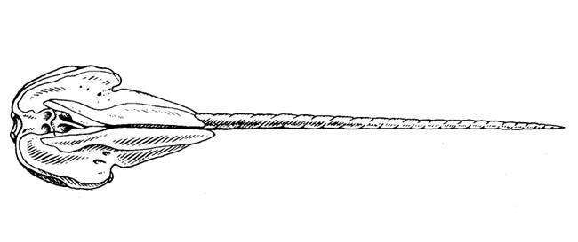 Череп нарвала (Monodon monoceros), черно белый рисунок картинка киты