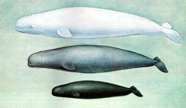 Возрастные изменения окраски белухи, картинка рисунок киты млекопитающие