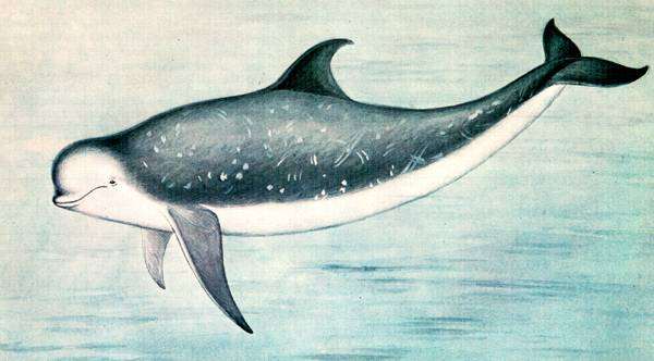 Серый дельфин (Grampus griseus), рисунок картинка морские млекопитающие киты