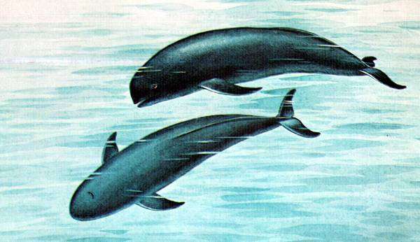 Бесперая морская свинья (Neophocaena phocaenoides), рисунок картинка дельфины киты