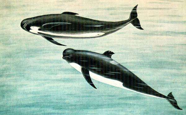 Гринда (Globicephala melas), рисунок картинка морские млекопитающие дельфины
