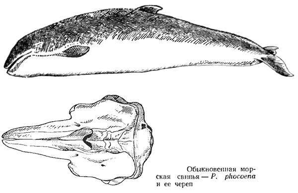 Морская свинья (Phocoena phocoena) и ее череп, черно-белая картинка рисунок дельфины млекопитающие