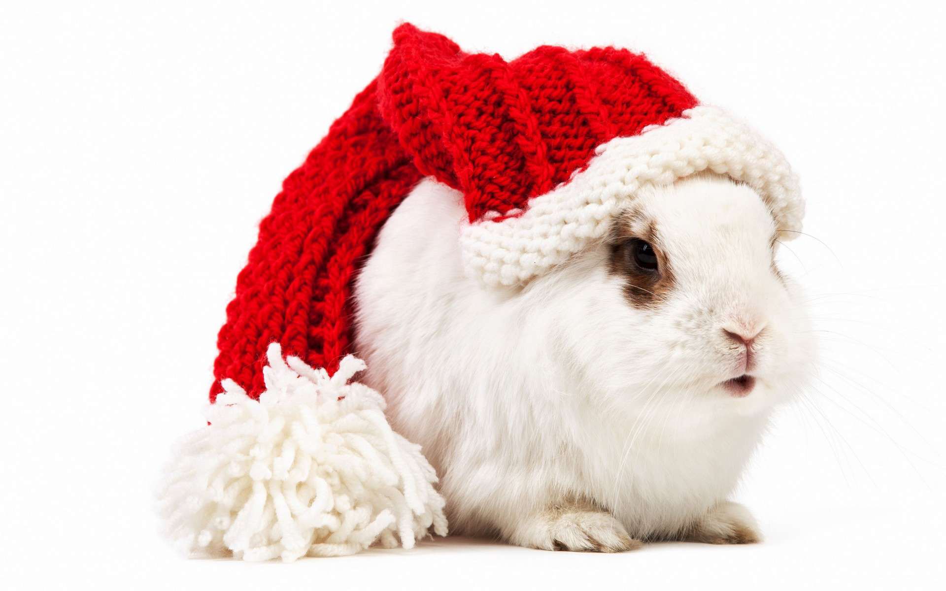 Белый кролик в красной шапочке, фото фотография картинка обои 
