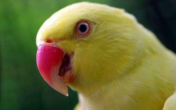 Желтый попугай, фото кормление птиц попугаев фотография картинка