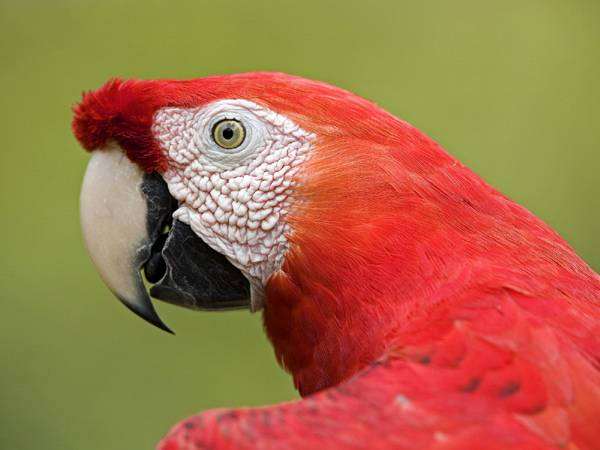Красный ара (Ara macao), фото кормление попугаев птицы фотография