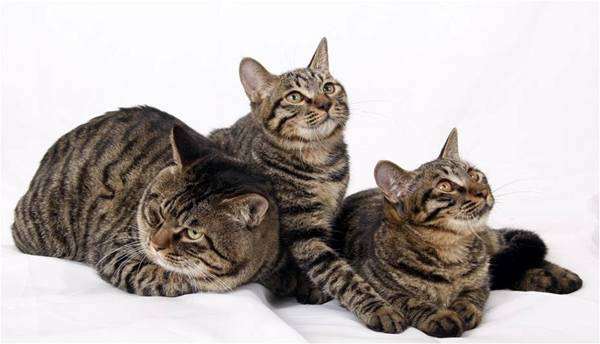 Дракон Ли, Ли Хуа, Ли Мао, фото породы кошек кошки фотография